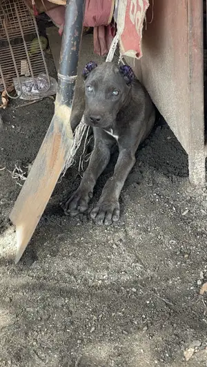 1-3 months Female Purebred Cane Corso