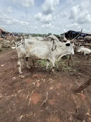 Cow Dealers in Awka, We Have Healthy Big Cows for Sale