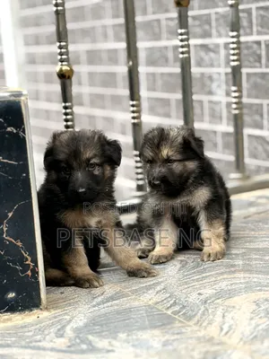 1-3 months Male Purebred German Shepherd