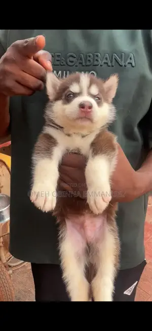 1-3 months Female Purebred Siberian Husky