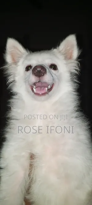 3-6 months Female Purebred American Eskimo