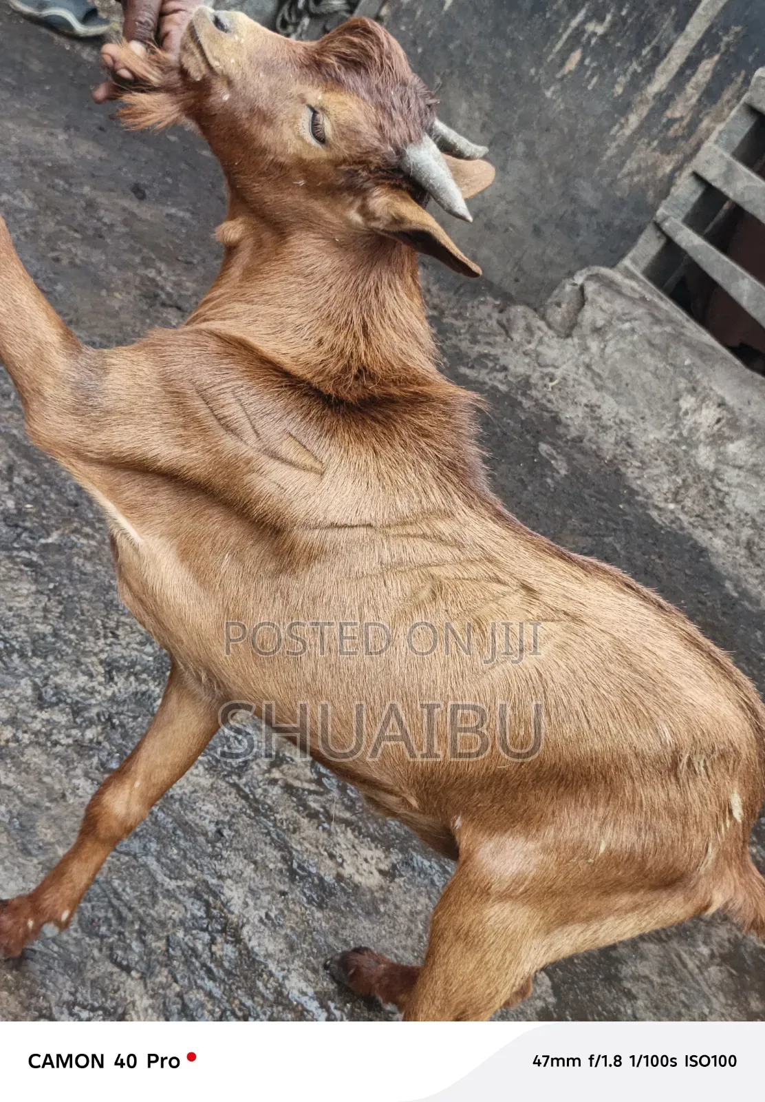 Native Goats Rams and Cows Cheap