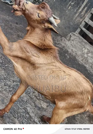 Native Goats Rams and Cows Cheap
