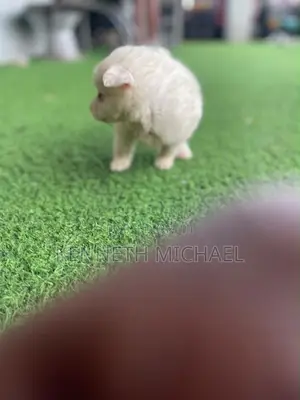 0-1 month Female Purebred American Eskimo