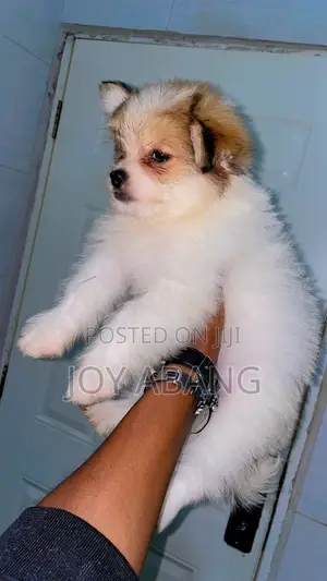 1-3 months Female Mixed Breed Lhasa Apso