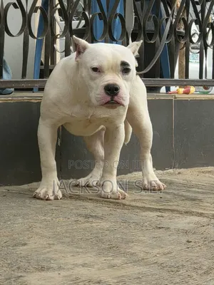 3-6 months Male Purebred American Bully