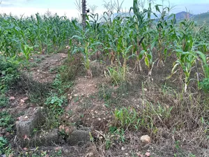Land for Sale (100x100) 1000 SQM