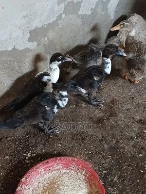8Weeks Old Muscovy Ducks