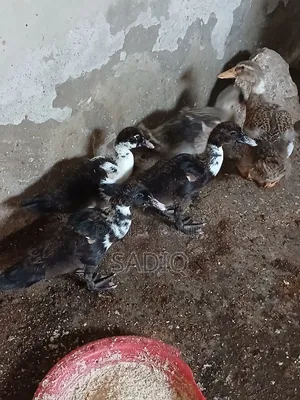 8Weeks Old Muscovy Ducks