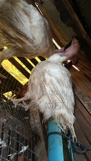 Turkey Foreign