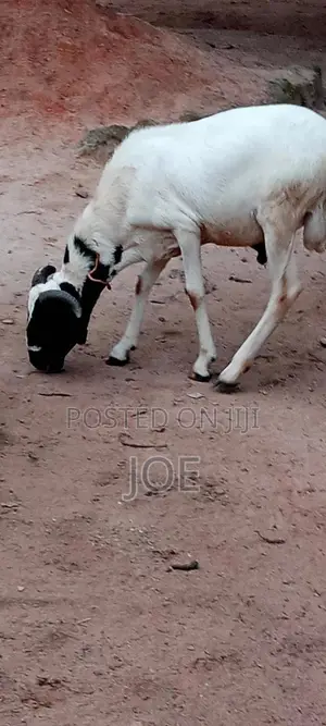 Matured Ram for Sale, Location Asaba