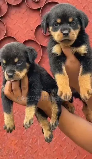 1-3 months Female Purebred Rottweiler