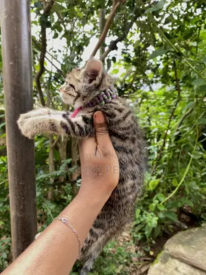 1-3 months Male Purebred Tabby