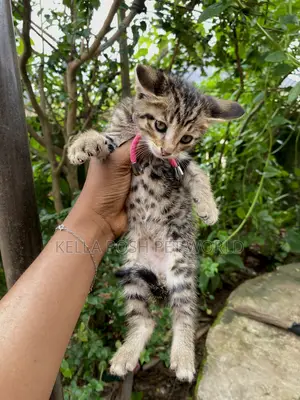 1-3 months Male Purebred Tabby