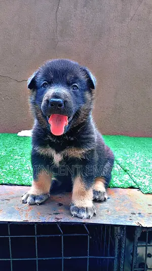 1-3 months Female Purebred German Shepherd