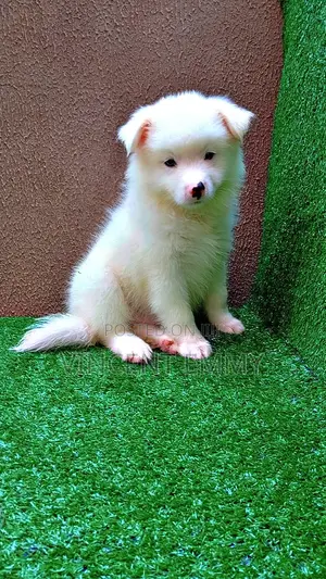 1-3 months Male Purebred American Eskimo