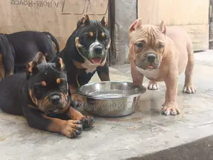 3-6 months Female Purebred American Bully