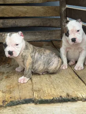 1-3 months Female Purebred American Bully