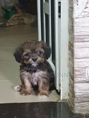 1-3 months Female Purebred Lhasa Apso