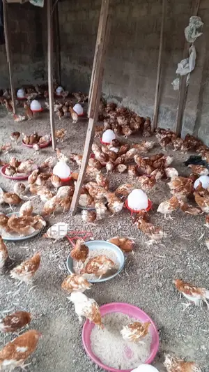 : 10 Weeks Point of Cage for Sale - Olodo Ibadan