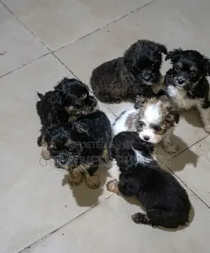 0-1 month Male Purebred Lhasa Apso