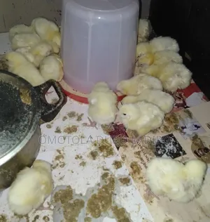 4 Weeks Old Broiler