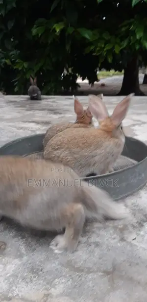 Cute Healthy Rabbits for Sale | Pets Breeding
