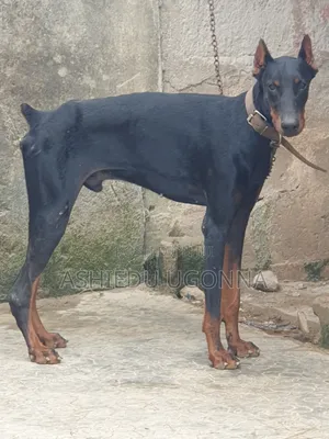 6-12 months Male Purebred Doberman Pinscher