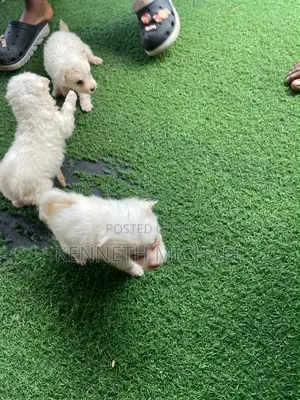 0-1 month Female Purebred American Eskimo
