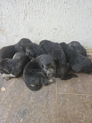 0-1 month Female Mixed Breed Caucasian Shepherd