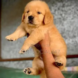 1-3 months Male Purebred Golden Retriever
