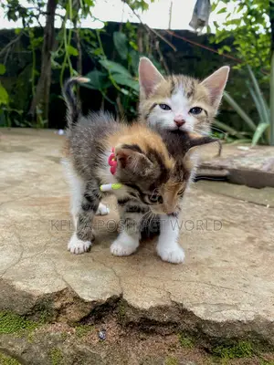 0-1 month Male Purebred American Shorthair