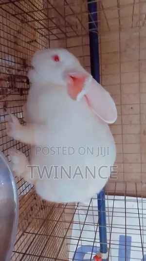 Rabbit for Sale