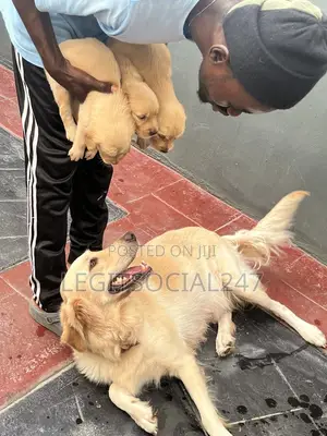 3-6 months Male Purebred Golden Retriever