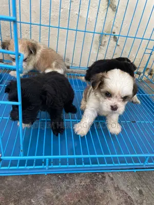 1-3 months Male Purebred Lhasa Apso