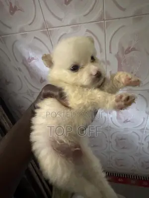 1-3 months Male Purebred American Eskimo