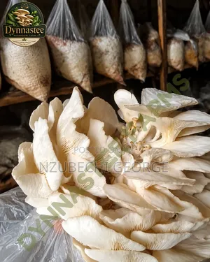 Organic Oyster Mushrooms