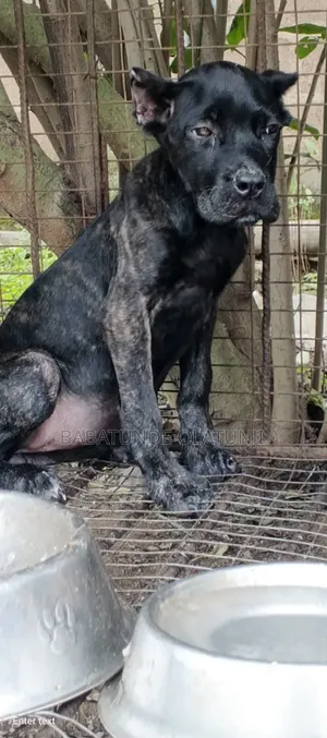 1-3 months Female Purebred Cane Corso