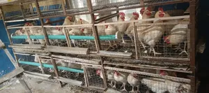 Life Chicken Direct From Farm