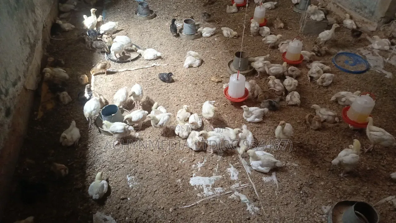 Life Chicken Direct From Farm
