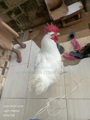 Life Chicken Direct From Farm