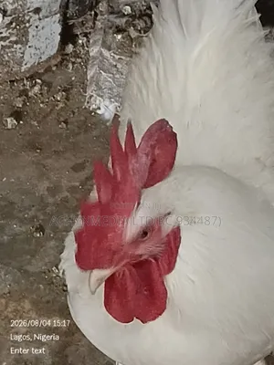 Life Chicken Direct From Farm