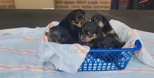 0-1 month Female Purebred Rottweiler