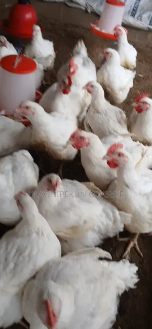 Okiez Farm