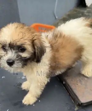1-3 months Female Purebred Lhasa Apso