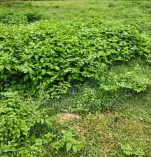 1200Sqm Residential Land in Kyami