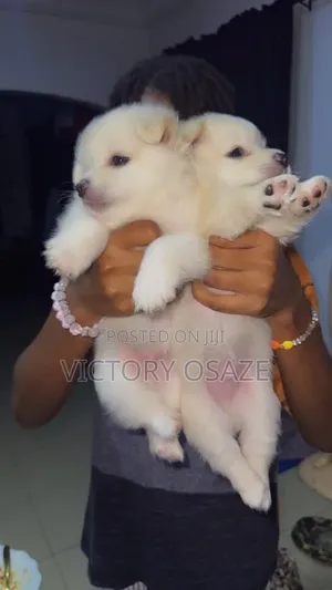0-1 month Male Purebred American Eskimo
