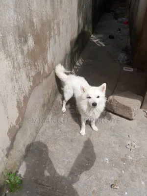 1+ year Male Purebred American Eskimo