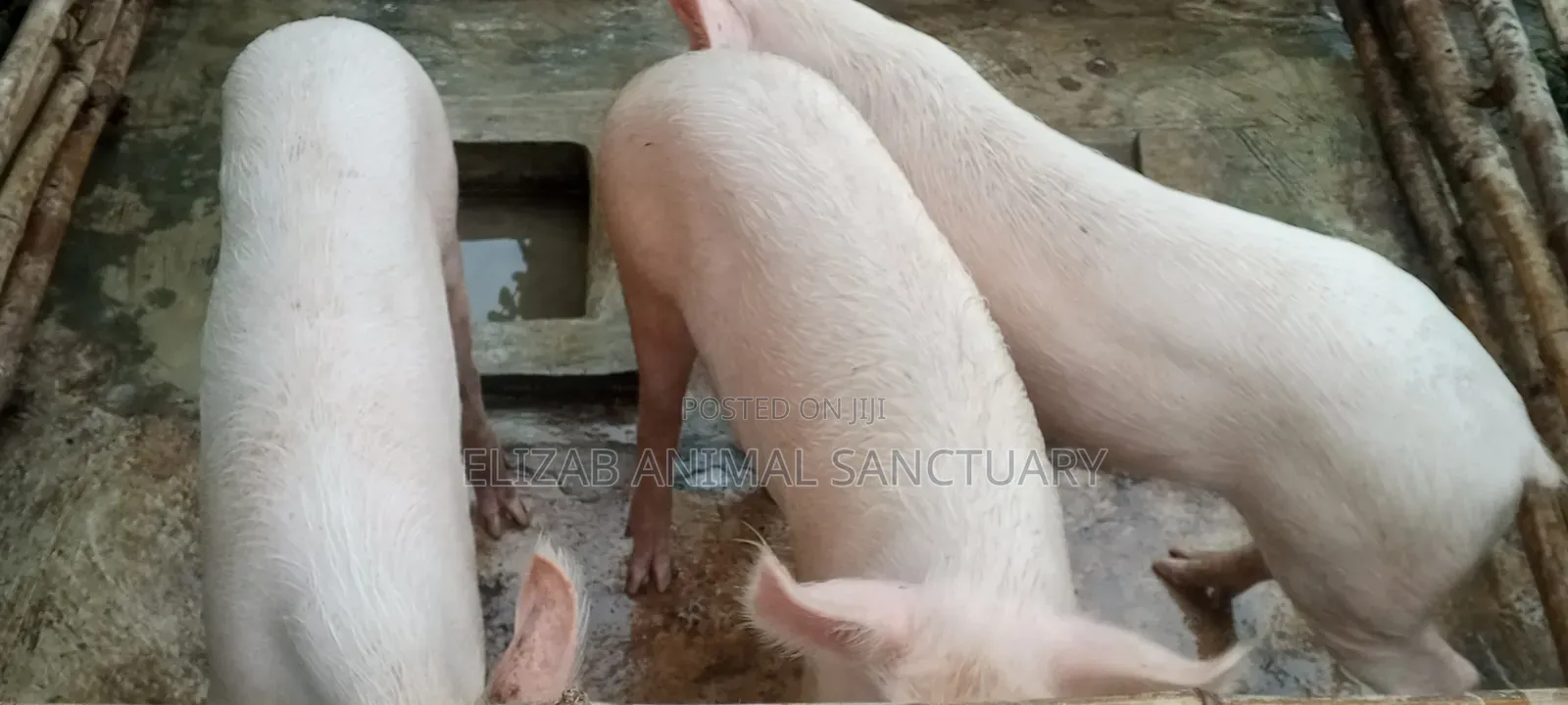 Large White Active Boars: