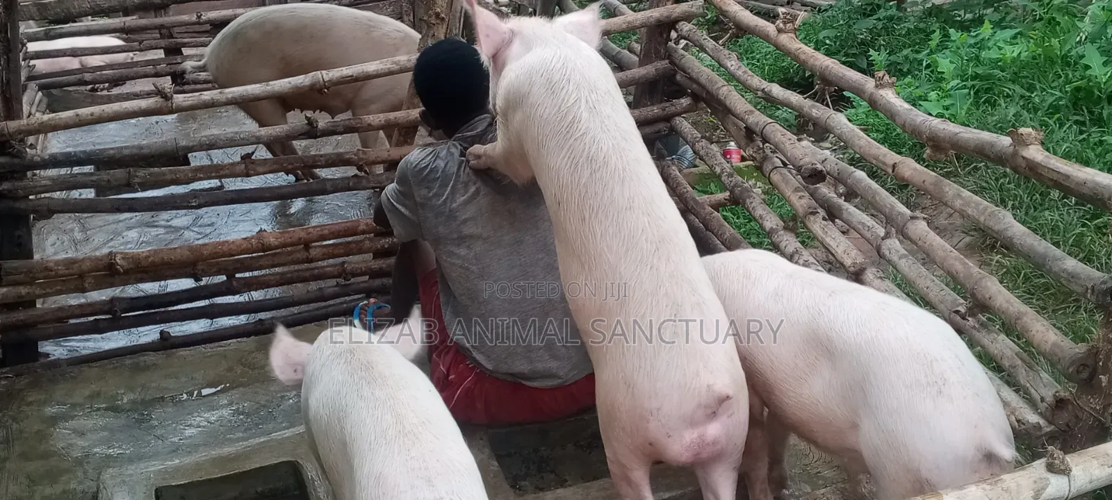 Large White Active Boars: